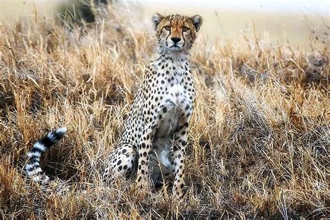 Animais Do Safari Africano 34 Fotos Para Fazer Você Querer Visitar A