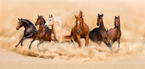 Horse Herd Run Desert Sand Storm Horses Wild Horses Running Animals