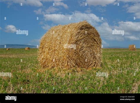 A Field With Straw Hay Bales After Harvest Stock Photo Alamy