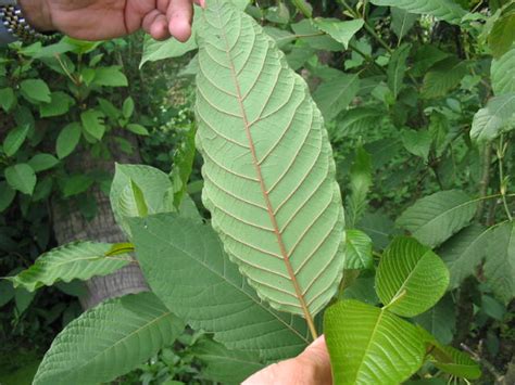 As is evident, malaysians like to enhance the flavor as well as the benefits of air ketum in order to maximize its utility. PenangKini: Penyalahgunaan Daun Ketum