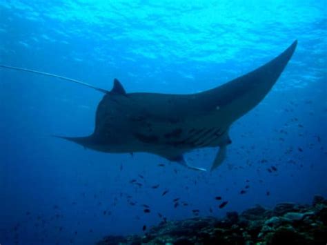 Discover The Worlds Largest Manta Ray Ever Recorded Imp World