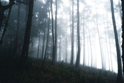 Misty Forestfog And Pine Forest In The Winter Tropical Forest Stock