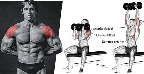 Build Massive Shoulders With The Arnold Press Shoulder Workout