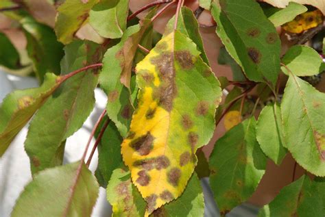 Stuart Hawbaker Crabapple Scab Causes Leaves To Drop Early