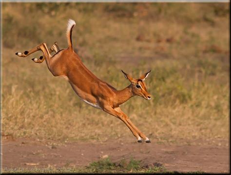 Do Impalas run fast?