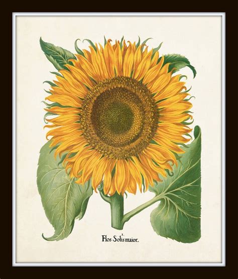 Antique Sunflower Print Set No 4 Botanical Print Botanical Etsy