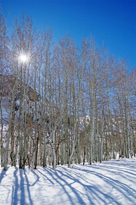 Winter Aspen Trees Stock Photo Image Of Light Mountain 7457396