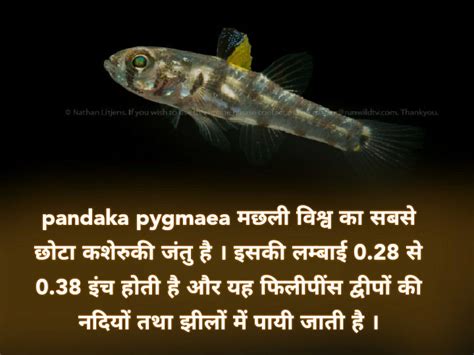 Pandaka Pygmaea Smallest Fish In The World Fish Pet Fish Small Fish