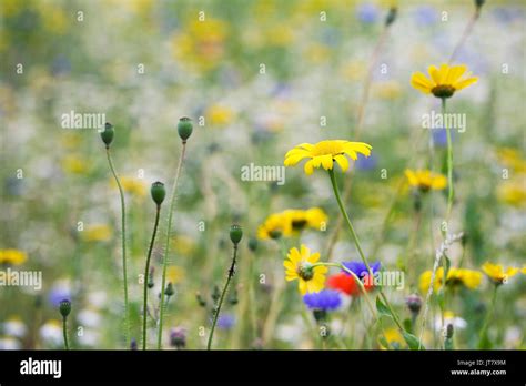 Wildflower Meadow In Summer Stock Photo Alamy