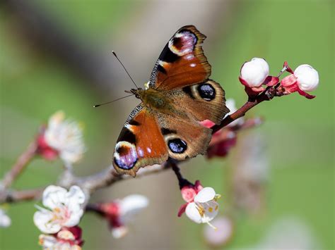 Butterfly Numbers Plummet To Record Low In Uk The Independent