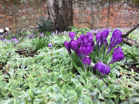 Provide light needs specific temperature: Lamb's Ears Plant: Care and Growing Guide