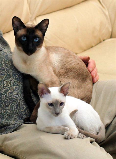 Common Medical Disorders In Siamese Cats Artofit