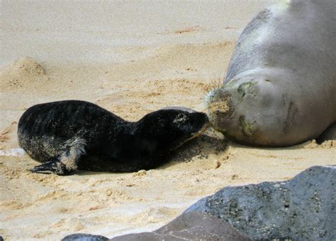 Birth Of Endangered Hawaiian Monk Seal Caught On Camera