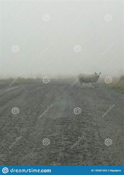 Sheep In The Mist Stock Photo Image Of Road Blurred 139201202