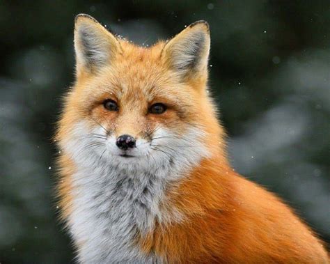 Pin By Judith Johnson On My Animals Fox Female Fox Fox Pictures