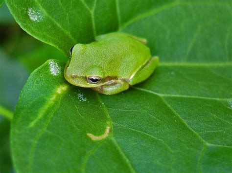 Follow the vibe and change your wallpaper every day! 45+ Cute Frog Desktop Wallpaper on WallpaperSafari