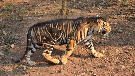 Have You Seen The Viral Photos Of A Rare Black Tiger Spotted In Odisha