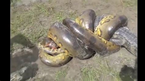 Crocodile Vs Anaconda