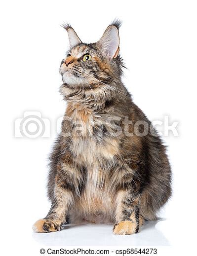 Pregnant Maine Coon Cat Isolated Oner White Background Canstock