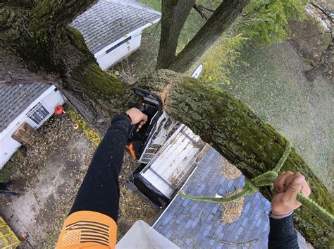 High Definition Tree Service Llc The Smart Choice For Tree Lovers