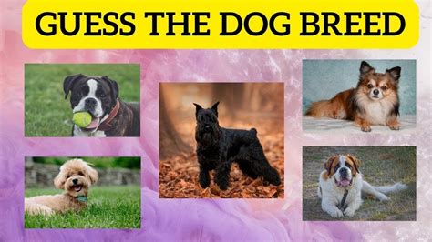 Brain Quiz Guess The Dog Breed Youtube