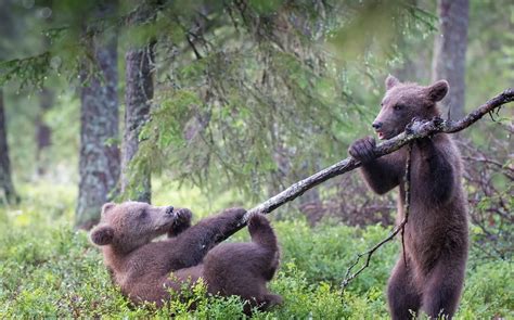 Animals Bears Wallpapers Hd Desktop And Mobile Backgrounds