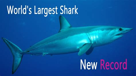 These sharks can live along 26.2 feet and weighing up to. World's Biggest Shark Ever Caught Year 2013 11 Feet Weight ...