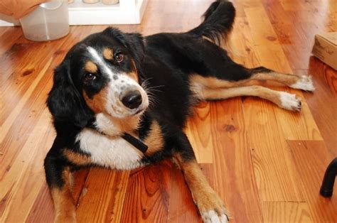 Bernese rottie (bernese mountain dog x rottweiler). Bordernese | GreatDogSite