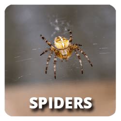 Get rid of unwanted creepy crawly pests with prompt and reliable pest control services from beaverton pest control, inc. SERVICES - Beaverton Pest Control