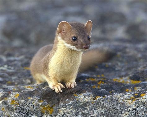 Long Tailed Weasel Cute Animals Cute Animal Pictures Animals Beautiful