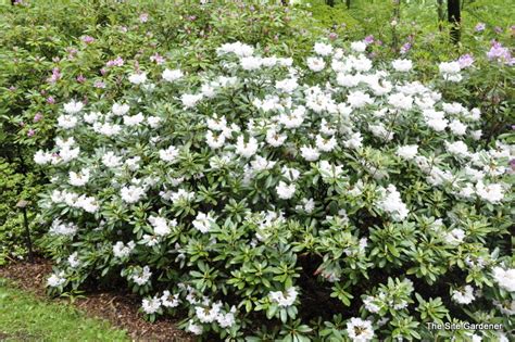 While no plant is entirely deer proof the following collection of plants offer varying levels of resistance. Rhododendron Anna H Hall - The Site Gardener
