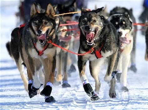 Iditarod Sled Dog Race Kicks Off With Ceremonial Trot Through