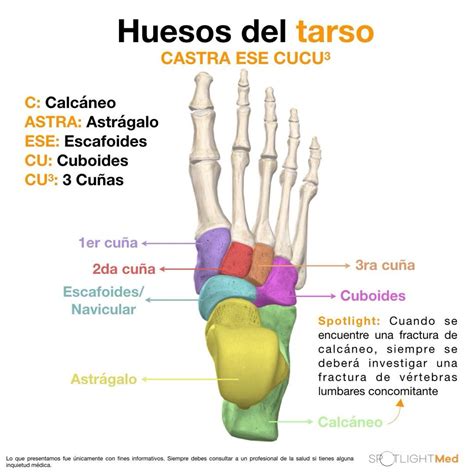 Huesos Del Pie Con Sus Nombres Para Descargar Imprimir Colorear Porn