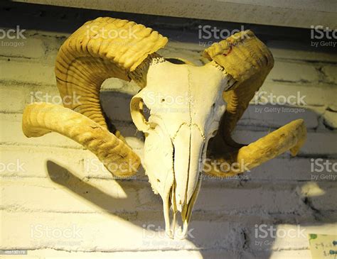 Animal Skull With Big Horn Isolated Stock Photo Download Image Now