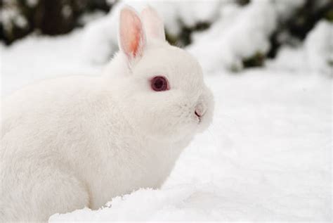 Best Snow Bunny Stock Photos Pictures And Royalty Free Images Istock