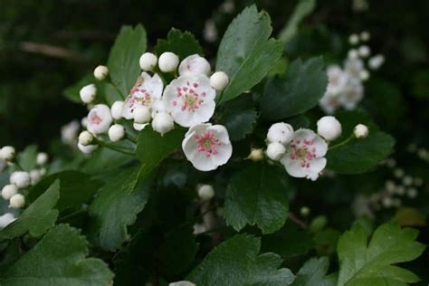 Hawthorn Herb Side Effects Uses And Health Benefits
