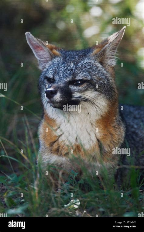 Gray Fox Urocyon Cinereoargenteus Adult Hill Country Texas Usa June