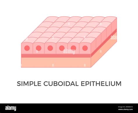 Epitelio Cuboidal Simple Tipos De Tejido Epitelial Una Sola Capa De C Lulas En Forma De Cubo