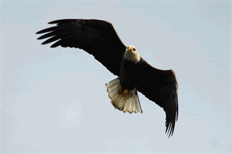 gambar animasi burung elang bergerak animated eagle hawk animasi bergerak lucu terbaru