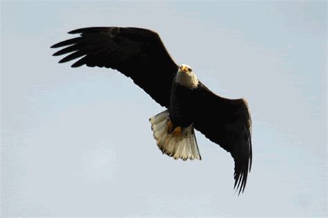 Check spelling or type a new query. GAMBAR ANIMASI BURUNG ELANG BERGERAK | Animated Eagle Hawk ...
