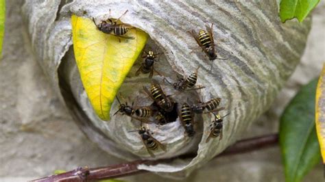 What To Do If Youre Attacked By A Swarm Of Wasps Bbc News