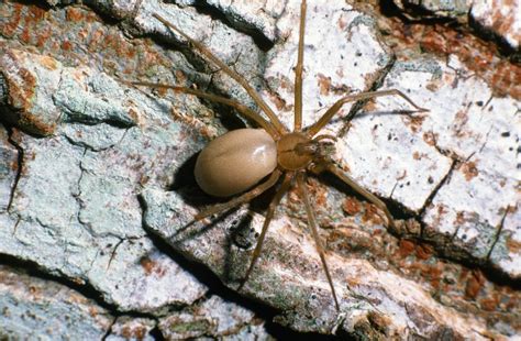 Camel spiders belong to a group of arachnids known as solpugids. Common Spiders — Texas Insect Identification Tools