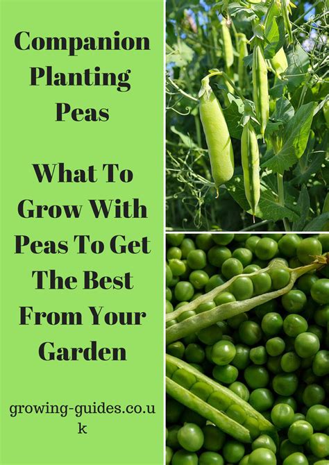 Companion Planting Peas Growing Guides