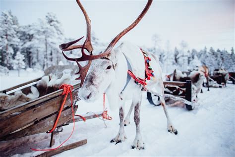 Traditional Reindeer Sleigh Ride Visit Inari Finland Lapland