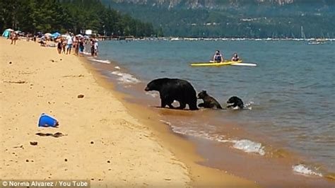 Mommy Bear And Her Two Cubs Go For A Swim In The Middle Of The Day In