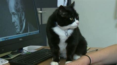 Palmerston The Cat Starts Work As Foreign Office Chief Mouser Bbc News