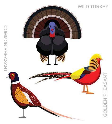 Golden Pheasant Cartoon Illustrations Royalty Free Vector Graphics