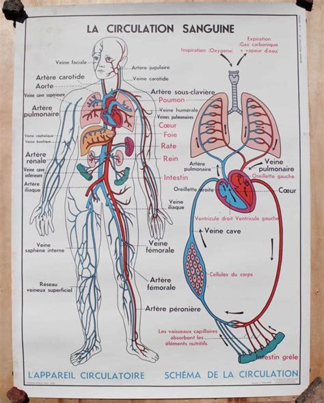 Vintage Human Anatomy French Babe Poster Par LojaVintage Anatomie Corps Humain