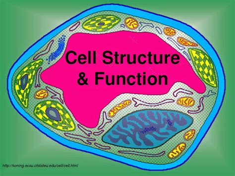 Structure And Function Of Cells Worksheets