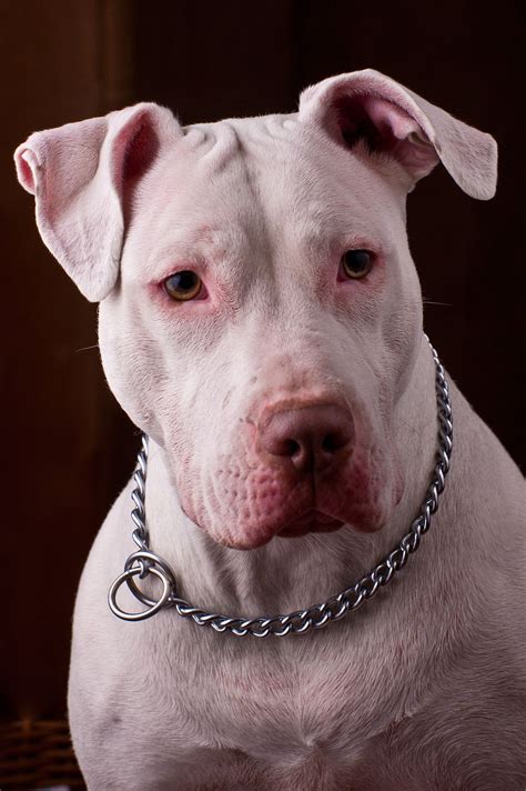 American Pit Bull Terrier Wikimedia Commons